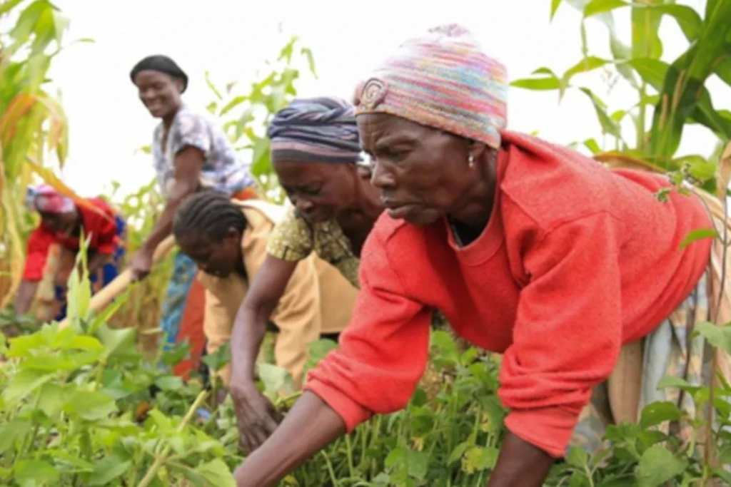 Zakup nasion warzyw i owoców dla organizacji kobiet w Muhabura (Rwanda)