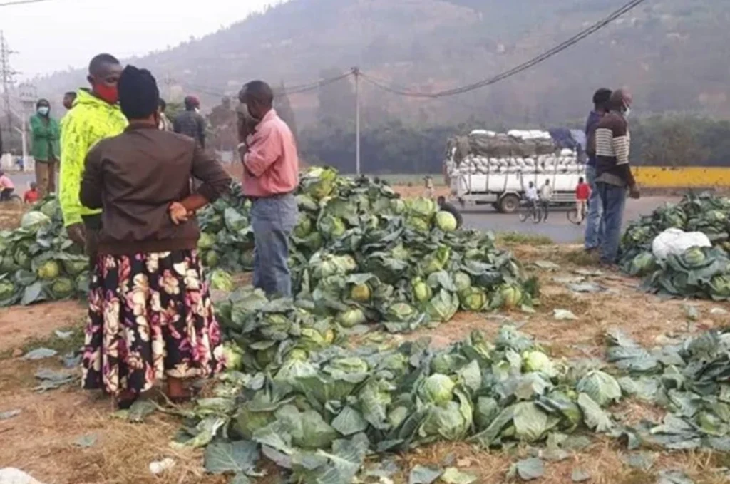 Zakup nasion warzyw i owoców dla organizacji kobiet w Muhabura (Rwanda)