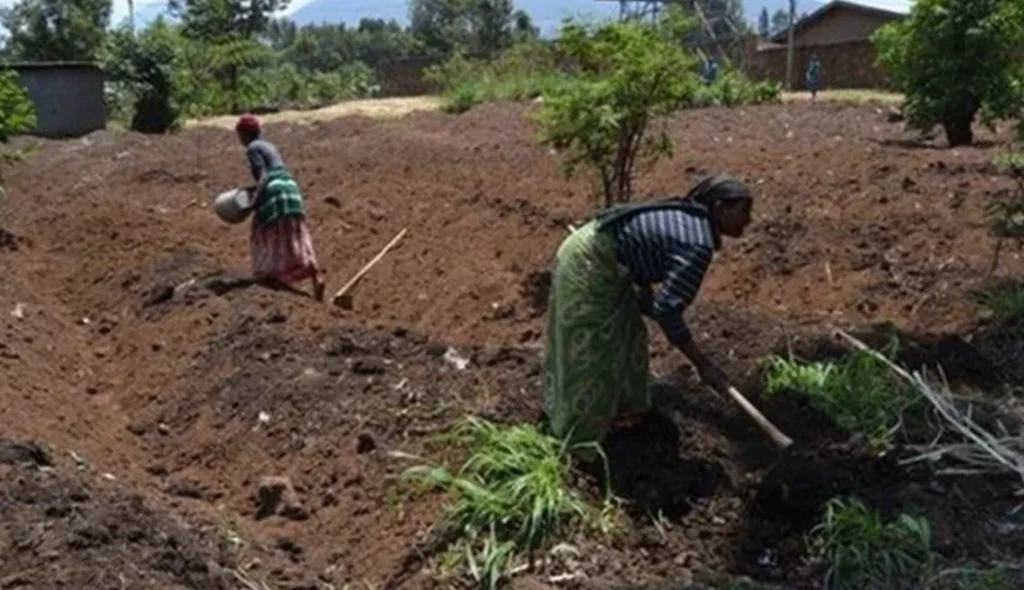 Zakup nasion warzyw i owoców dla organizacji kobiet w Muhabura (Rwanda)